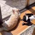 窓の前で外を眺めている犬→『横』を見てみたら、猫が…まさかの『作戦』が…