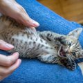 猫がお腹を触ると怒る理由と注意点