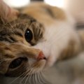 『捨て猫』がいつまでも減らないのはなぜ？考えられる4つの理由と、私…