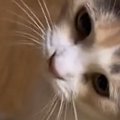 飼い主『思わず2度見したｗ』→目の前にやってきた猫…身に着けていた『まさ…