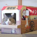 心機一転！新しいお店でくつろぐ猫ちゃん♪