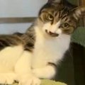 キャットタワーの上でゴロンと『寝転がろうとした猫』…まさかの展開に32万…