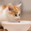 何をしゃべっているの？猫が食事中に「うみゃうみゃ」鳴く3つのワケ