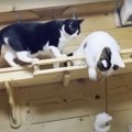 あのネズミどうしてもGetしたい！猫ちゃん親子の奮闘記