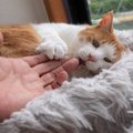 『ストレスがたまった猫』に見られる4つの異変　心が疲れた猫のSOSサ…