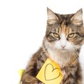 猫の付箋がかわいい！オフィスで学校で使えるおすすめ商品7つ