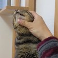 朝から甘えてくる猫がかわいい件