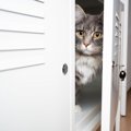 隠れている猫にしてはいけないNG行為４つ！無理やり出そうとするのは…