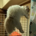 猫が家から脱走してしまう理由３つ！脱走してしまった時の対処法まで