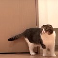 どこに行ったの？息子猫を探すパパ猫！