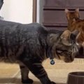 お部屋にやってきた実家猫さん！みんなのごはんを試食！？