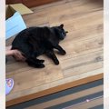 黒猫モップ！？無抵抗すぎる猫さんの動画に4万人がほっこり♡