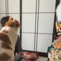 おばあちゃん家の猫→いつもと雰囲気が違う『晴れ着姿の娘さん』を見た結果…