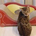 新しい爪とぎ！猫さんたち気に入ってくれるかな？