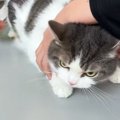 月1回の爪切り→猫を動物病院へ連れて行くと…予想外の『反撃』に「控え目な…
