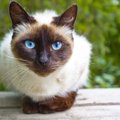 猫が持っている6つの感情と飼い主にする6つのサイン