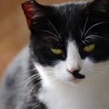 猫を不安にさせてしまう「ダメ」な愛情表現４つ