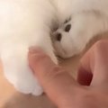 愛猫の前足に指を乗せてみたら、次の瞬間…思わず癒される"かわいいや…