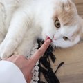 猫が飼い主の指を吸うのはなぜ？4つのワケとやめさせる方法