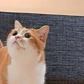 お風呂のドアの前にカメラを設置して入ったら、猫が…とんでもなく『尊い瞬…