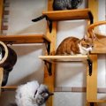 いつの間にかキャットウォークに集合してしまった猫さんたち！