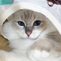 持っていても意外と使わない…いらなかった『猫用品』５つ