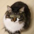 猫が『毛玉を吐く』３つのワケ！飼い主がすべき予防策とは？