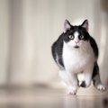 猫が『いきなり全力疾走』する4つのワケ　この行動、ちゃんと名前があ…