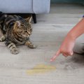 猫が『トイレを失敗』することが増えたら注意すべき病気4選　それぞれの原…