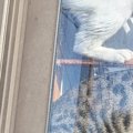 ゴミ捨てから帰ってくると、２匹の猫が『窓際』で…まさかの『くつろぎ方』…