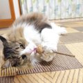 まるでアイスキャンデイ！？無我夢中でペロペロする猫さん♡