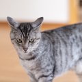 猫が『嫌いな相手』に対してする鳴き方3つ　警戒されているの？避けるべき…