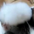 猫じゃらしで頭をポンポンされた猫→『遊んでくれる』と思ったら…まさかの…