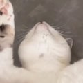 仰向けで『バンザイ寝』をする猫→顔を見た結果…まさかすぎる『表情』…