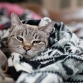 猫に『冬のお留守番』をさせるときの注意点4つ　トラブルの危険性から対策…
