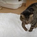 ふわふわ絨毯に興味津々！猫ちゃんの反応が可愛い♪