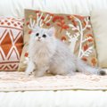『短い足』が特徴のユニークな猫種3選　短足猫と一緒に暮らすときの注…