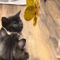 生まれて初めての『猫じゃらし』に興味津々な子猫たち→ママ猫も参戦すると…