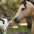 珍コンビ？馬と猫が結んだ数々の「友情の絆」がSNSで話題に　ネット民…