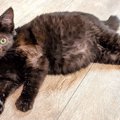 片目の子猫ミクモちゃん…保護され希望の未来へ進む！