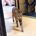 お姉ちゃんのことが大好きな猫→弟たちに奪われてしまうと…愛おしすぎ…