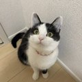 猫のオシャレな写真を撮る方法５つ