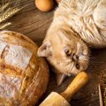 猫に『パン』はNGだった！食べると危険な3つの理由　起こりうる健康ト…