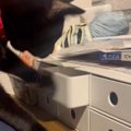 飼い主さんが寝ようとしたら、そばで黒猫が…つい笑ってしまう『予想外…