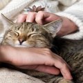 歳を重ねるほど増していく『シニア猫』の魅力4選　高齢猫ならではの愛…