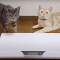 ペット専用体重計で猫ちゃん達の体重測定！