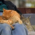 猫が飼い主の『ひざの上で毛づくろい』する理由3選　ただの習慣？それとも…