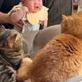 赤ちゃん用のベッドを使うようになった猫→弟猫も使い始めて……笑ってしまう…