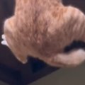 天井のカメラが気になる猫→頑張って登ろうとした結果…笑ってしまう展…