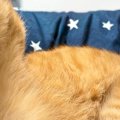 猫のことを撫でようとしたら→『後ろ足』で……分かりやすすぎる反応と『…